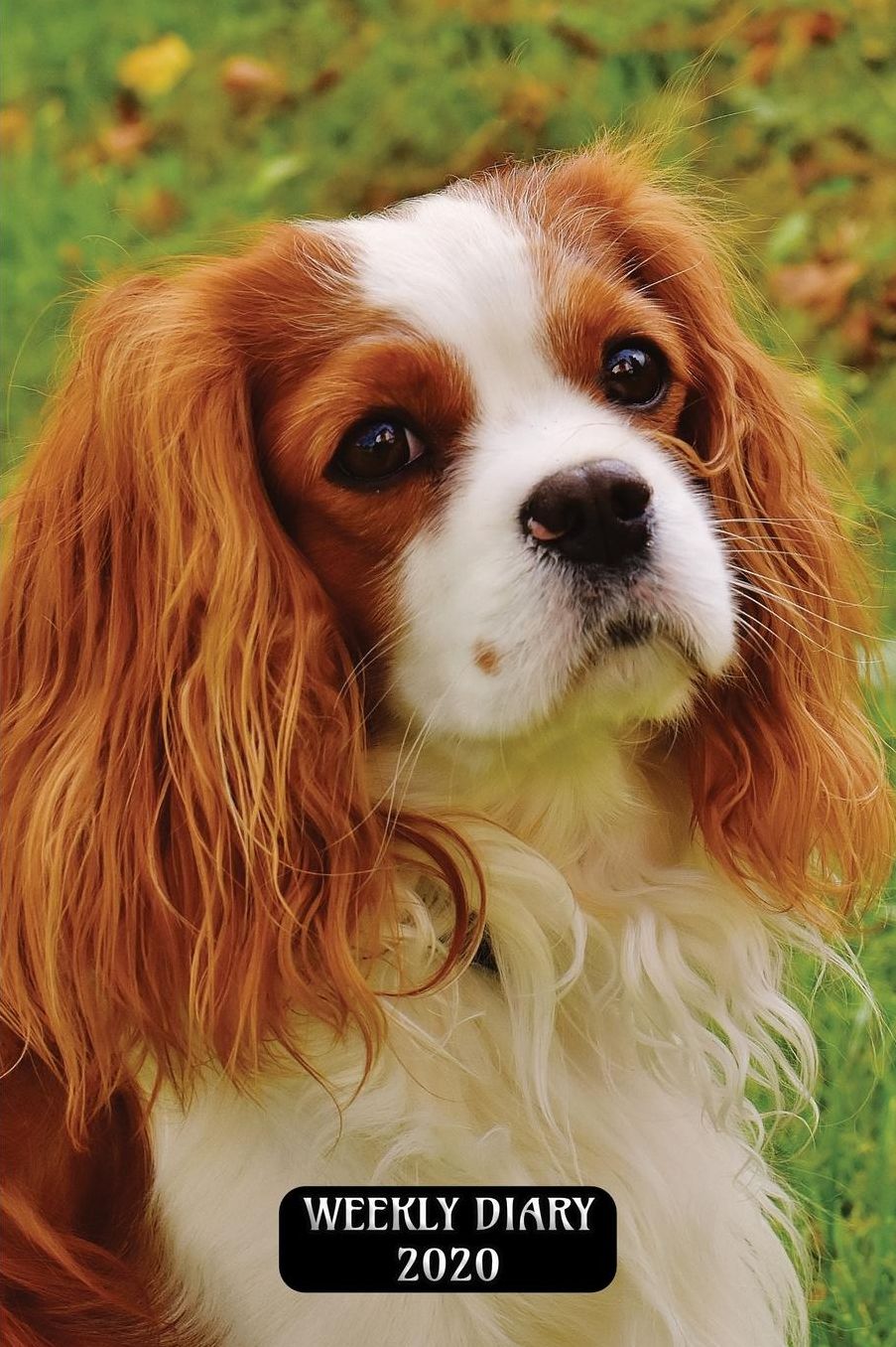 Weekly Diary 2020: Weekly Planner with added extras in the Diary - King Charles Dog Cover