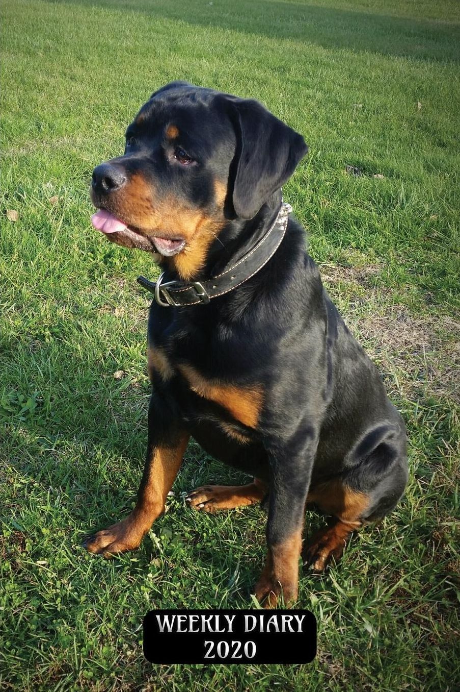 Weekly Diary 2020: Weekly Planner with added extras in the Diary - Rottweiler Dog Cover