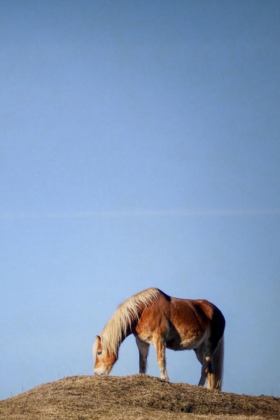 Solitary Horse Grazing in the Grasslands Journal: 150 Page Lined Notebook/Diary