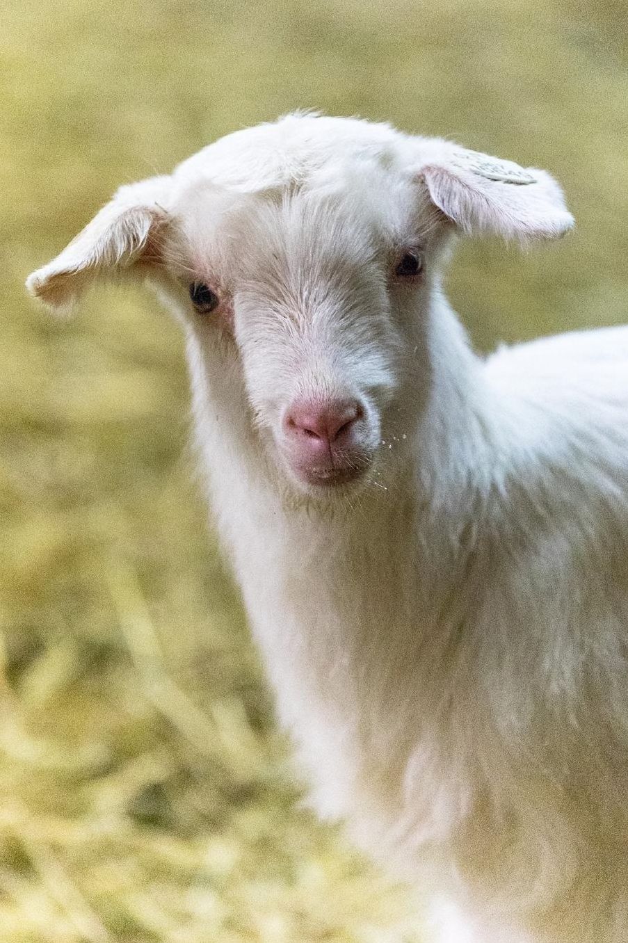 Gabi Goat Gazes Graciously for her Portrait Journal: 150 Page Lined Notebook/Diary