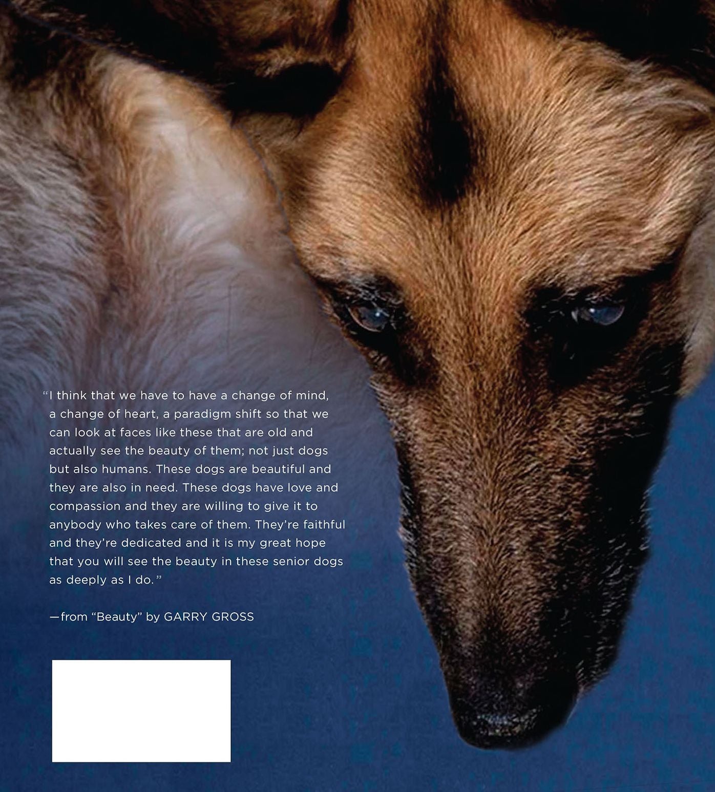 Beautiful Old Dogs: A Loving Tribute to Our Senior Best Friends