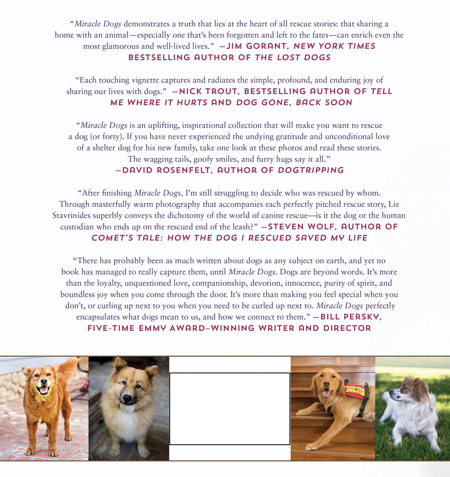 Miracle Dogs : Rescue Stories
