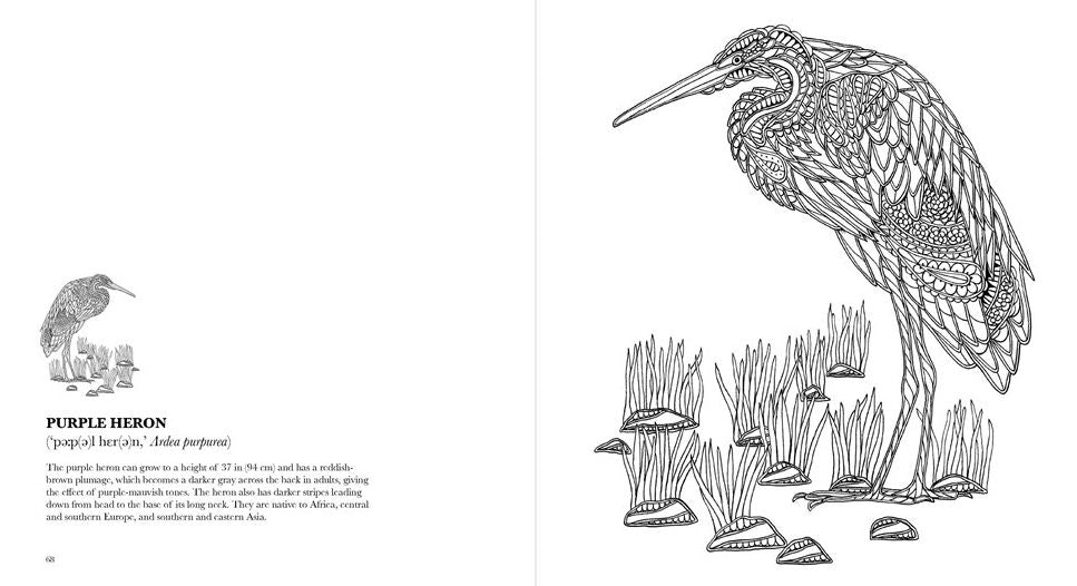 Birds: A Mindful Coloring Book