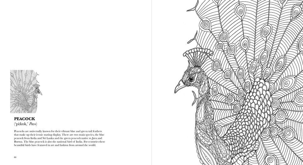 Birds: A Mindful Coloring Book