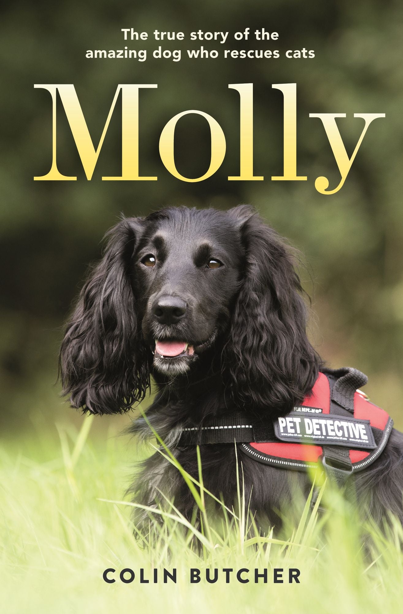 Molly : The True Story of the Amazing Dog Who Rescues Cats
