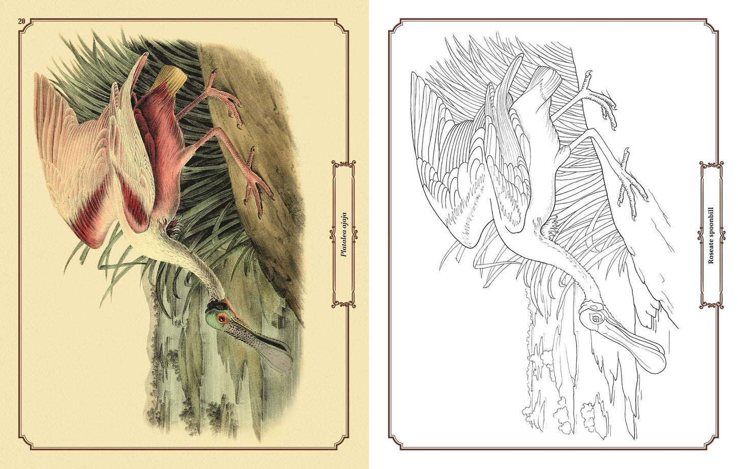 Audubon Birds Coloring: Includes a 64-Page Book, 6 Frameable Coloring Prints and 10 Pencils