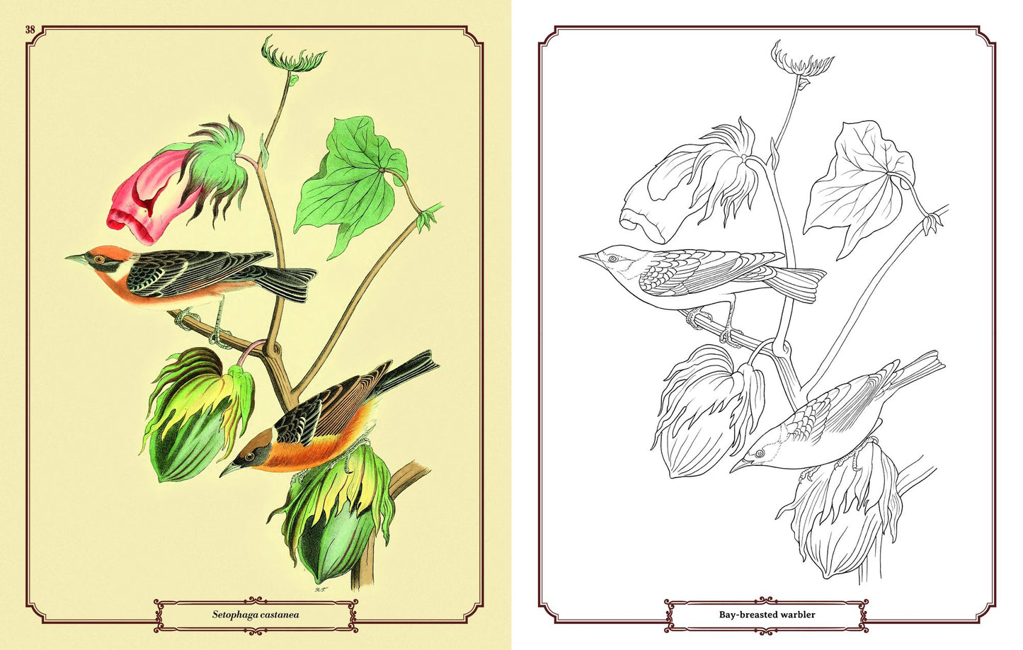 Audubon Birds Coloring: Includes a 64-Page Book, 6 Frameable Coloring Prints and 10 Pencils