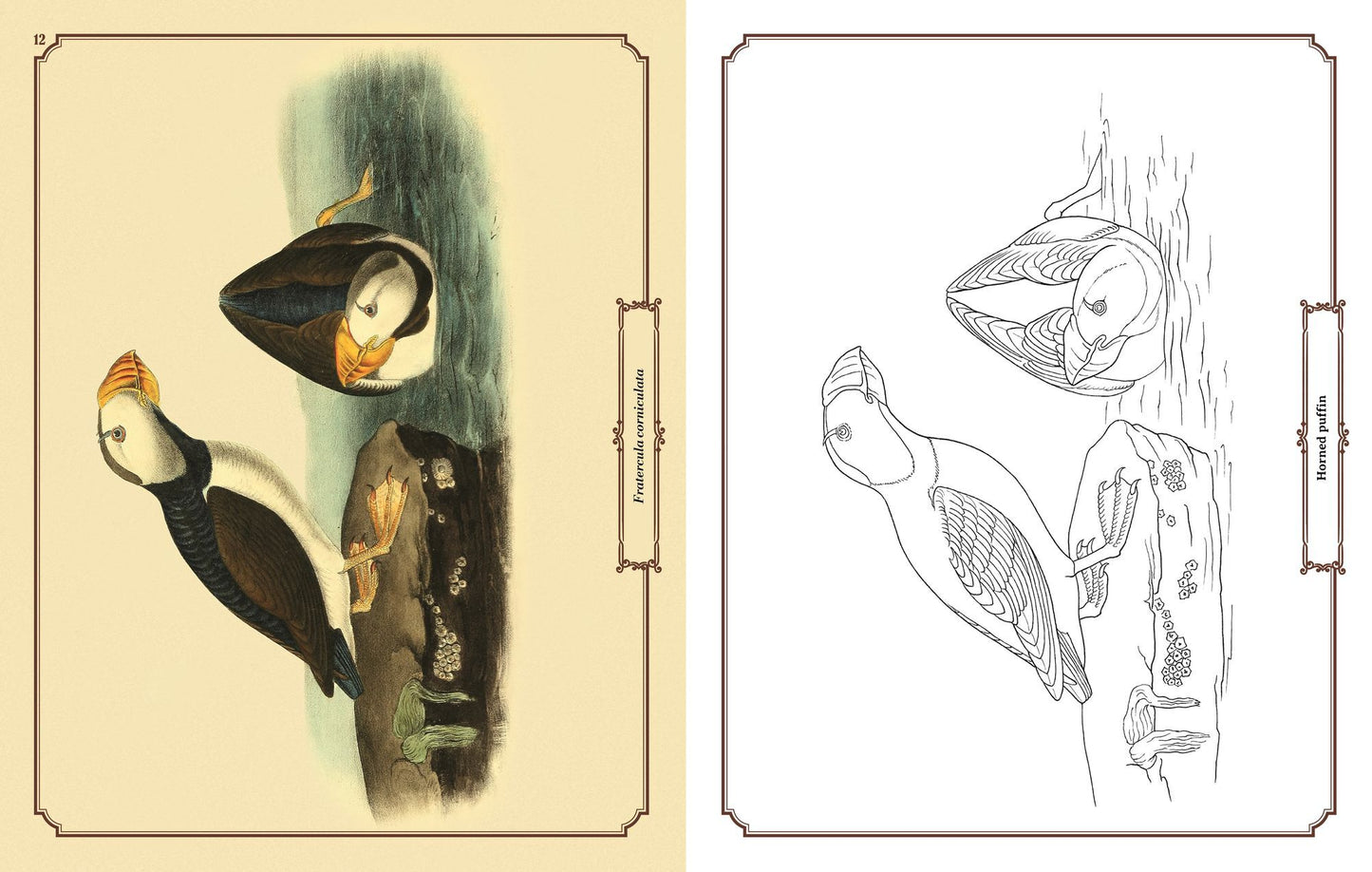 Audubon Birds Coloring: Includes a 64-Page Book, 6 Frameable Coloring Prints and 10 Pencils