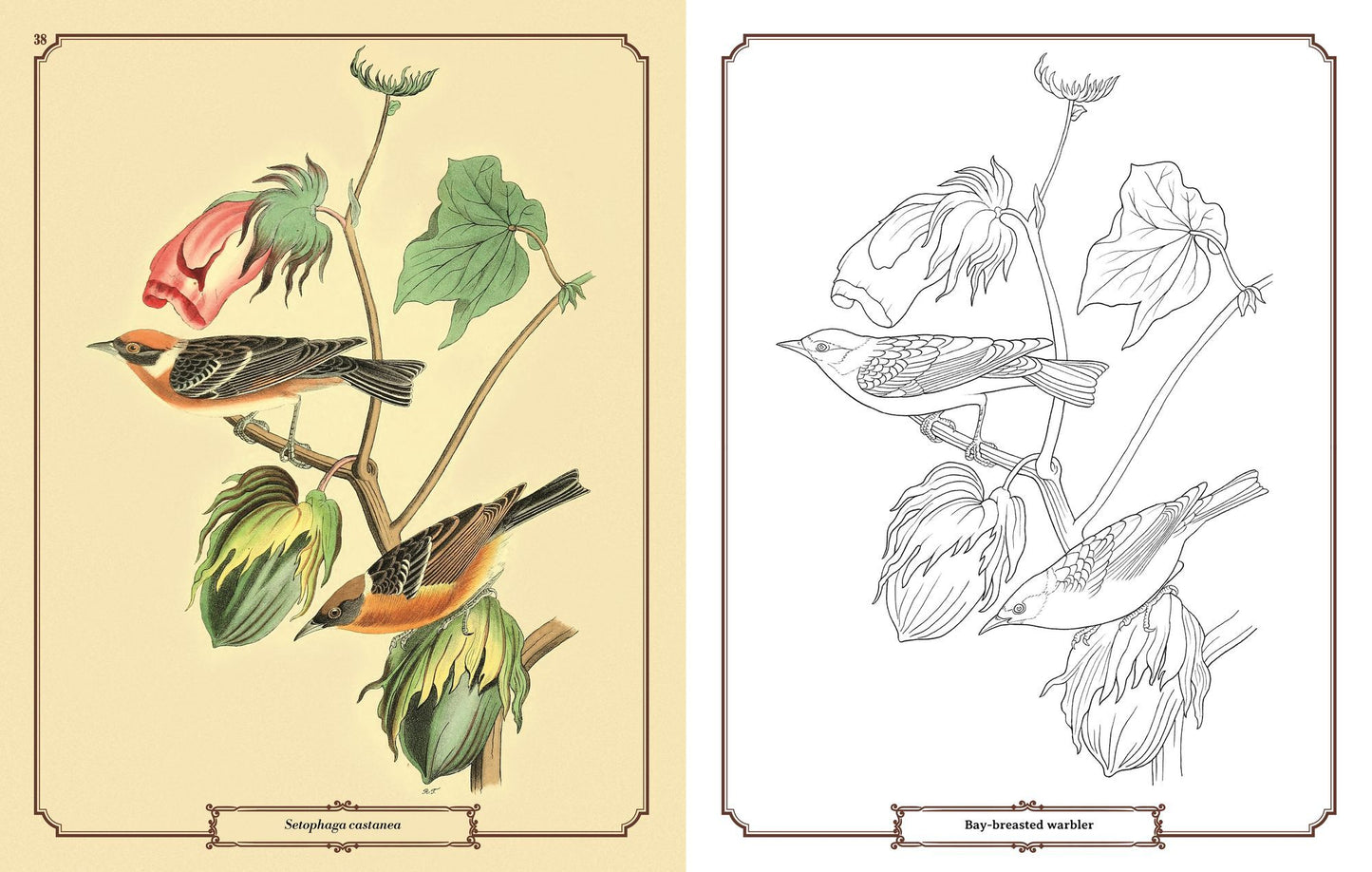 Audubon Birds Coloring: Includes a 64-Page Book, 6 Frameable Coloring Prints and 10 Pencils