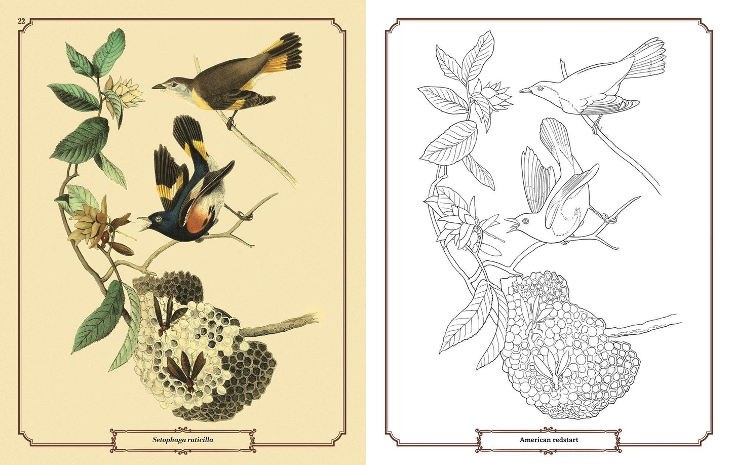 Audubon Birds Coloring: Includes a 64-Page Book, 6 Frameable Coloring Prints and 10 Pencils