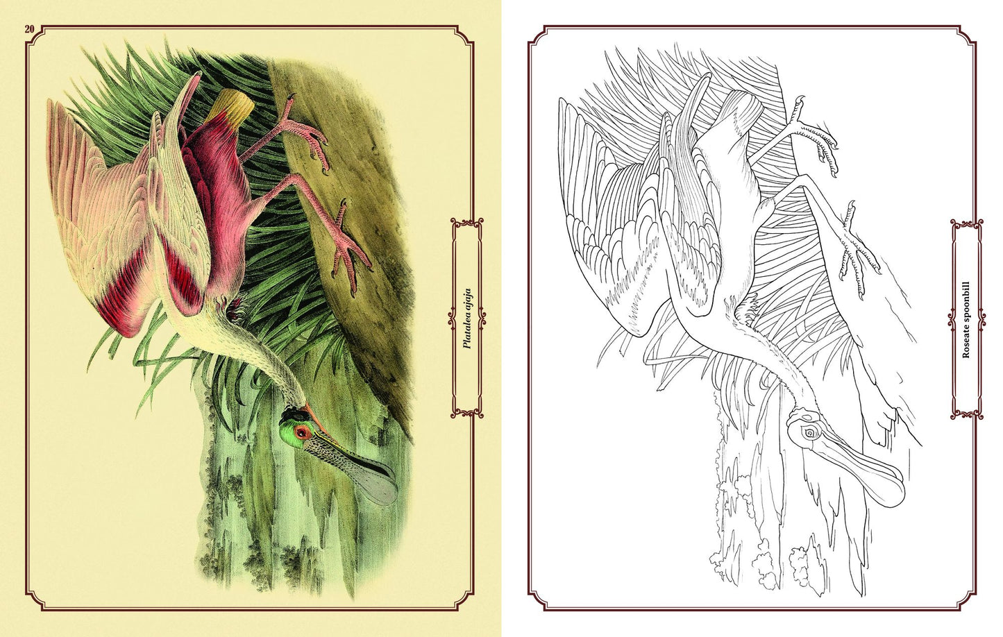 Audubon Birds Coloring: Includes a 64-Page Book, 6 Frameable Coloring Prints and 10 Pencils