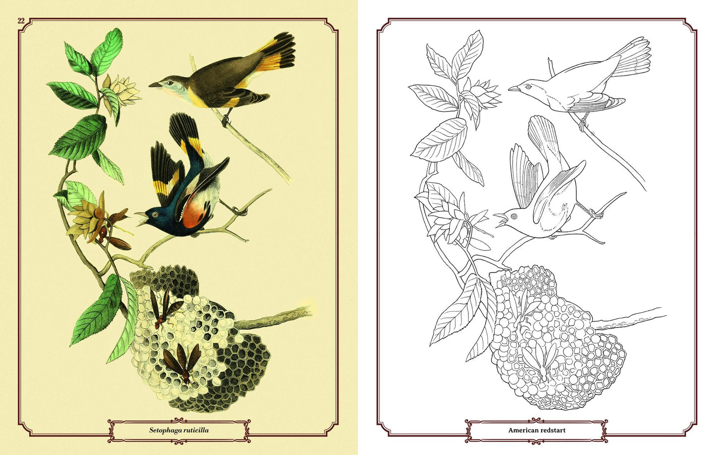 Audubon Birds Coloring: Includes a 64-Page Book, 6 Frameable Coloring Prints and 10 Pencils