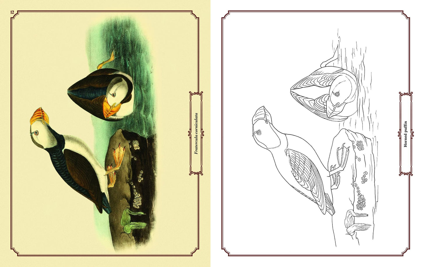 Audubon Birds Coloring: Includes a 64-Page Book, 6 Frameable Coloring Prints and 10 Pencils