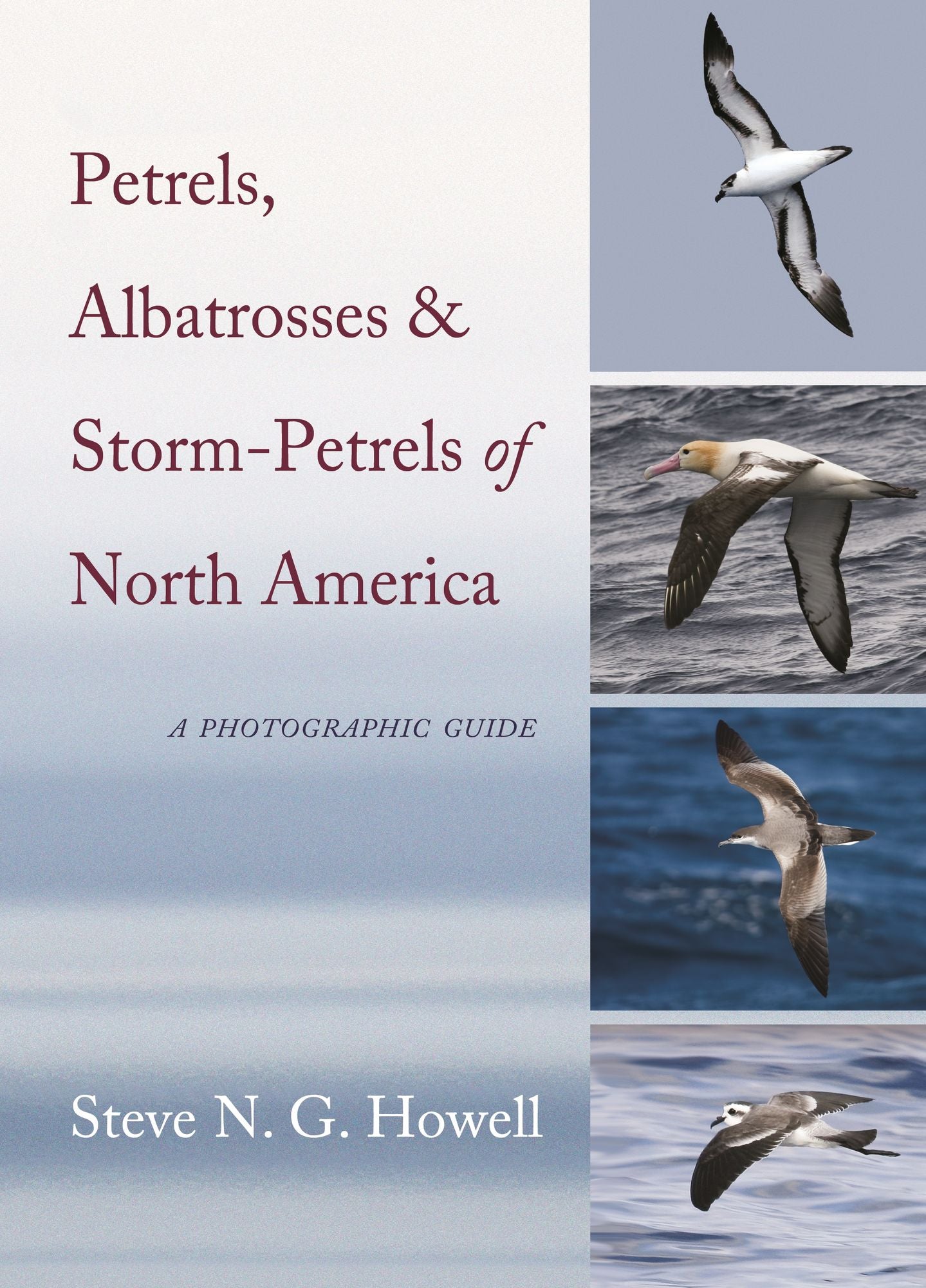 Petrels, Albatrosses, and Storm-Petrels of North America: A Photographic Guide