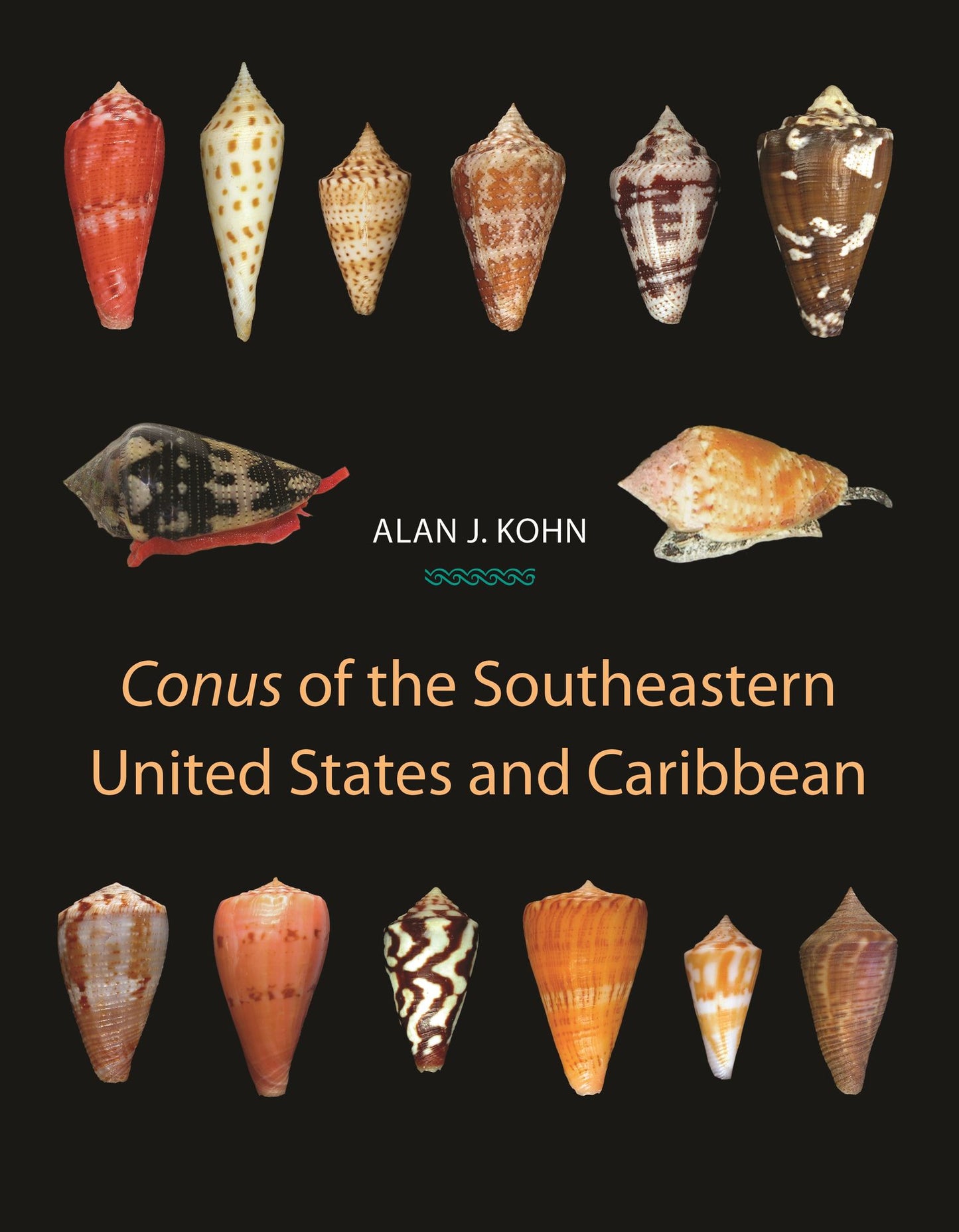 "Conus" of the Southeastern United States and Caribbean