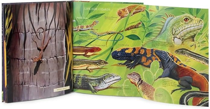 Slither and Crawl: Eye to Eye with Reptiles