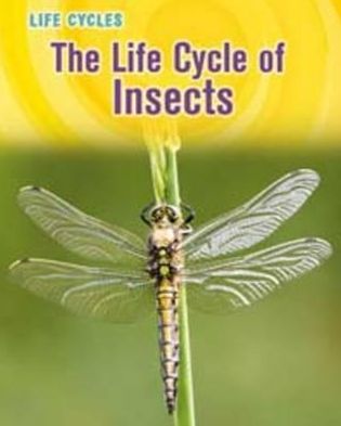 Life Cycle of Insects
