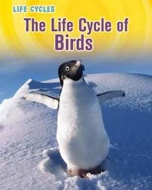 Life Cycle of Birds