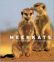 Meerkats