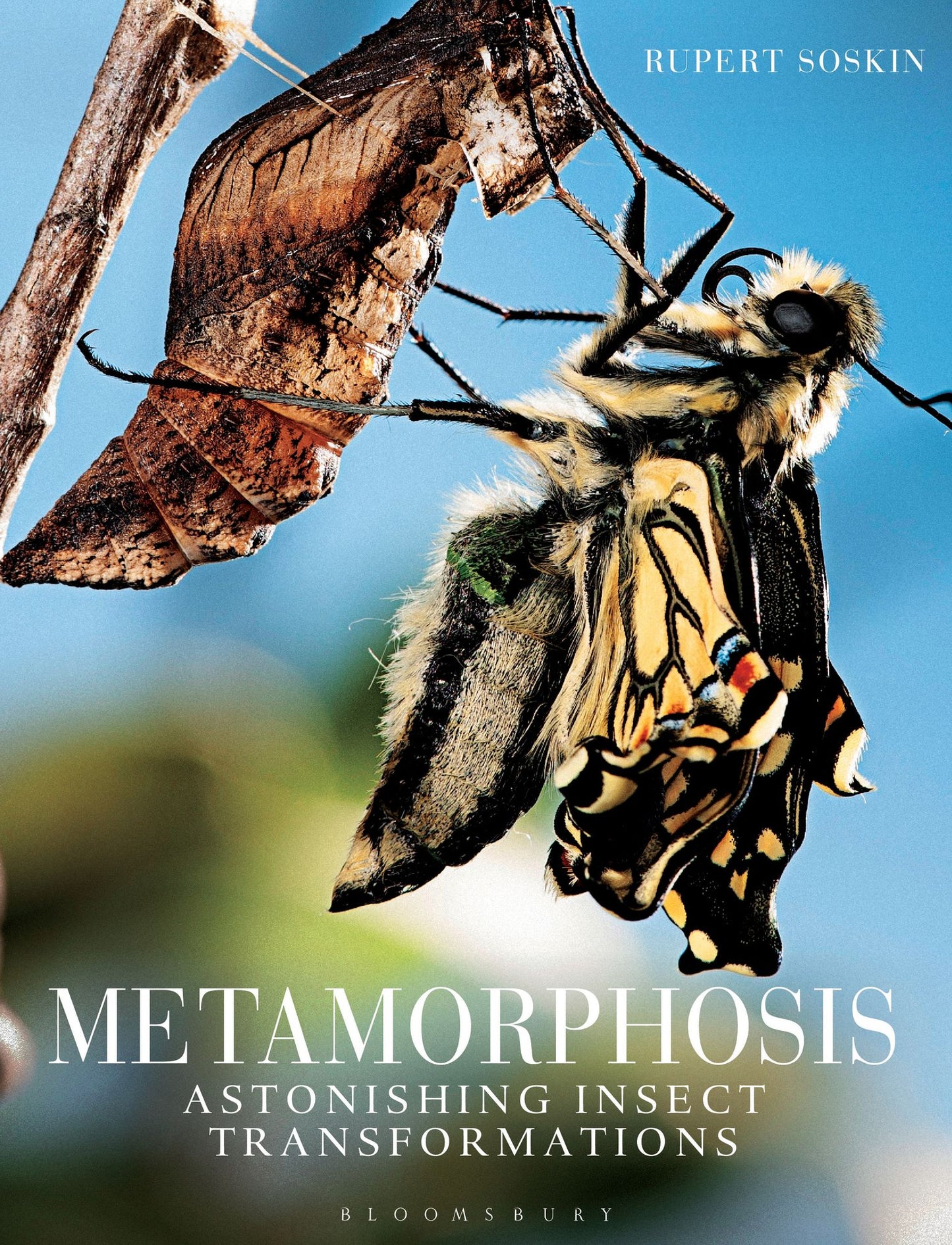 Metamorphosis : Astonishing Insect Transformations