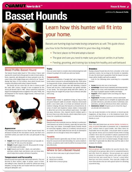 Basset Hound (Quamut)