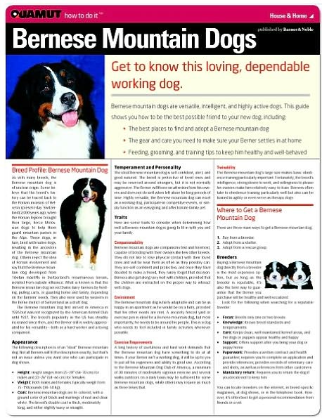 Bernese Mountain Dog (Quamut)