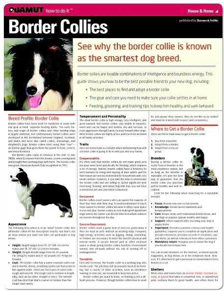 Border Collie (Quamut)