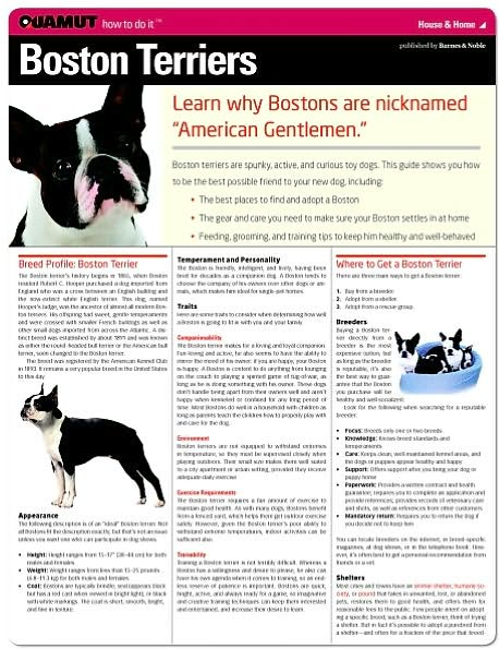Boston Terrier (Quamut)