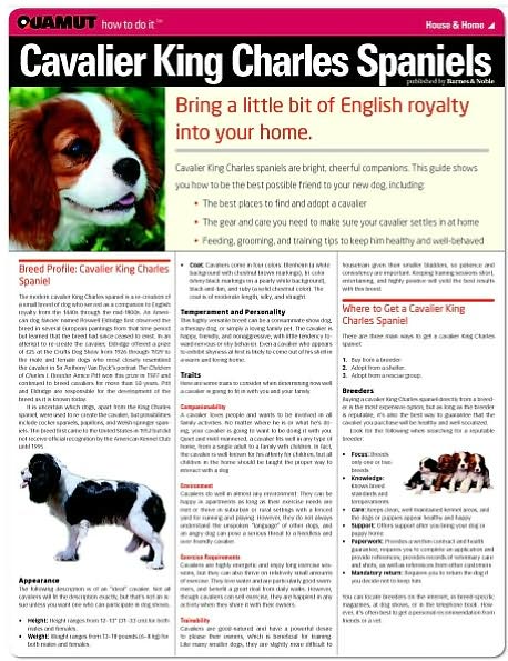 Cavalier King Charles Spaniel (Quamut)