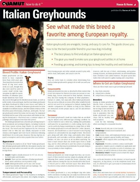 Italian Greyhound (Quamut)