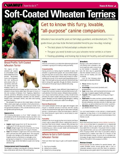 Soft Coated Wheaten Terrier (Quamut)