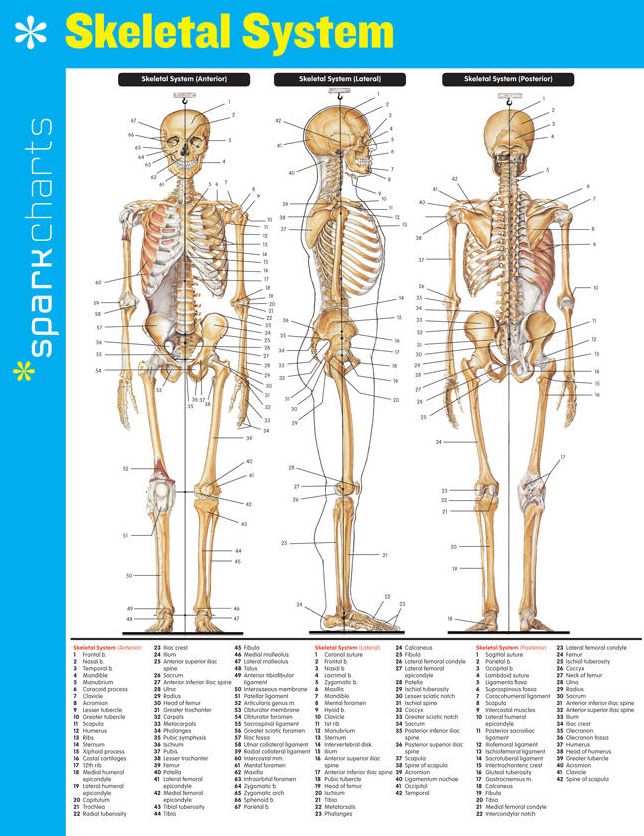 Skeletal System SparkCharts