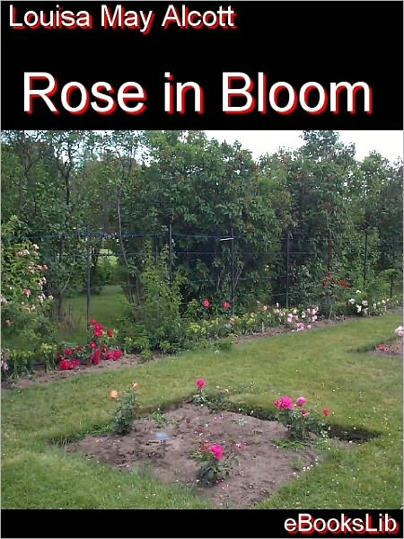 Rose in Bloom
