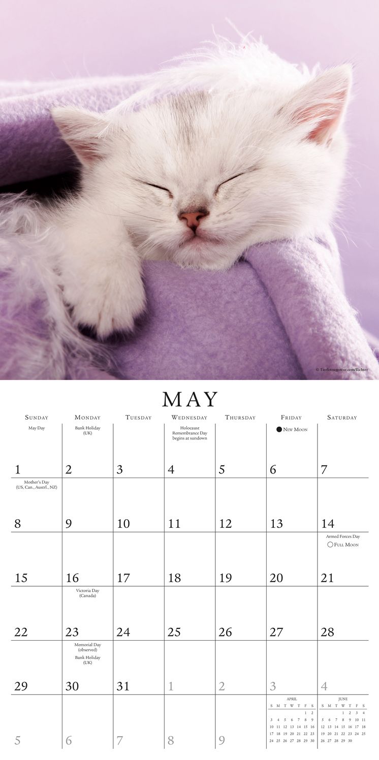 2016 Cat Naps Wall Calendar