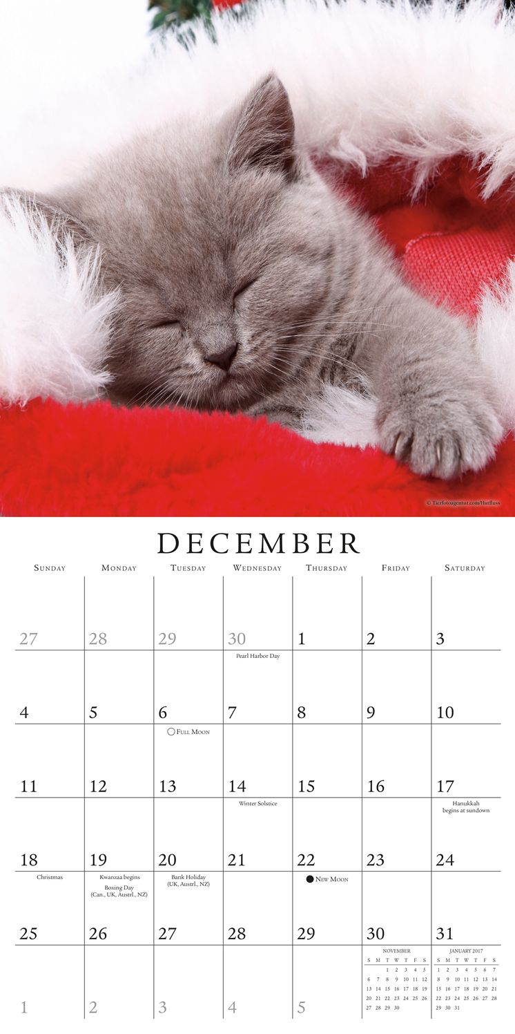 2016 Cat Naps Wall Calendar