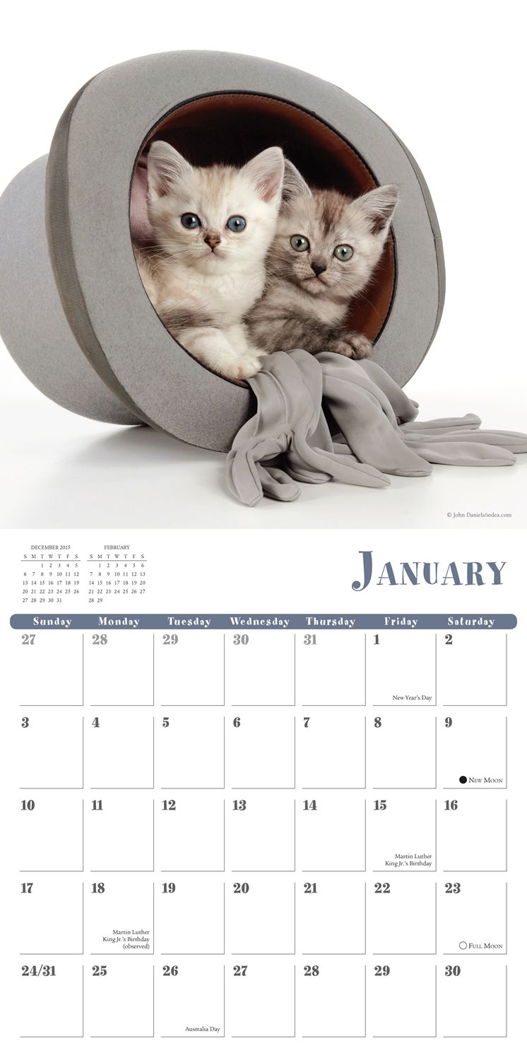2016 Cats In Hats Wall Calendar