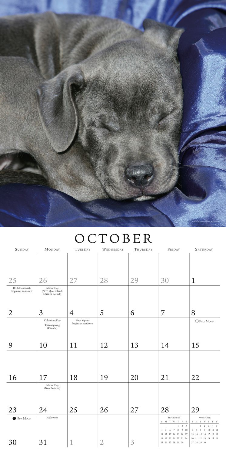 2016 Pooped Puppies Wall Calendar