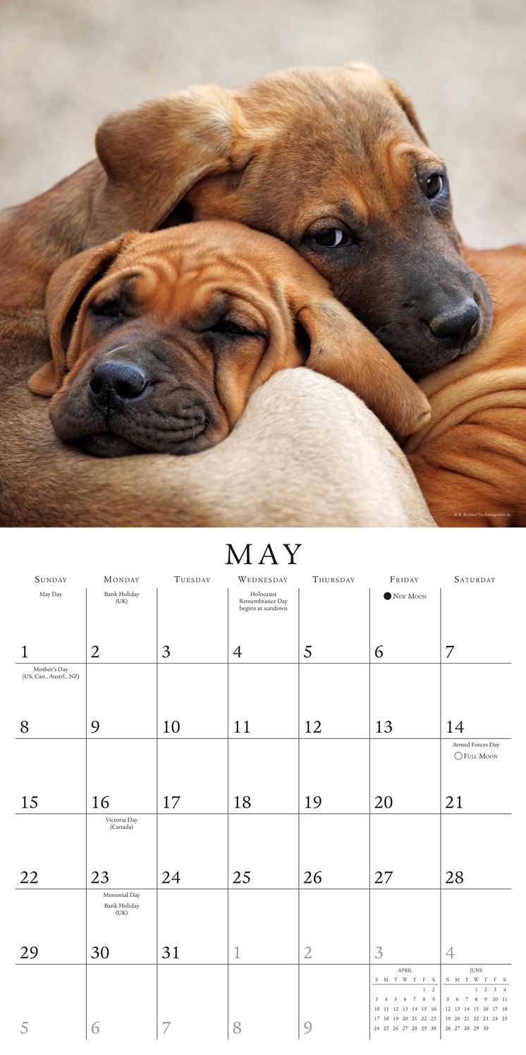 2016 Pooped Puppies Wall Calendar