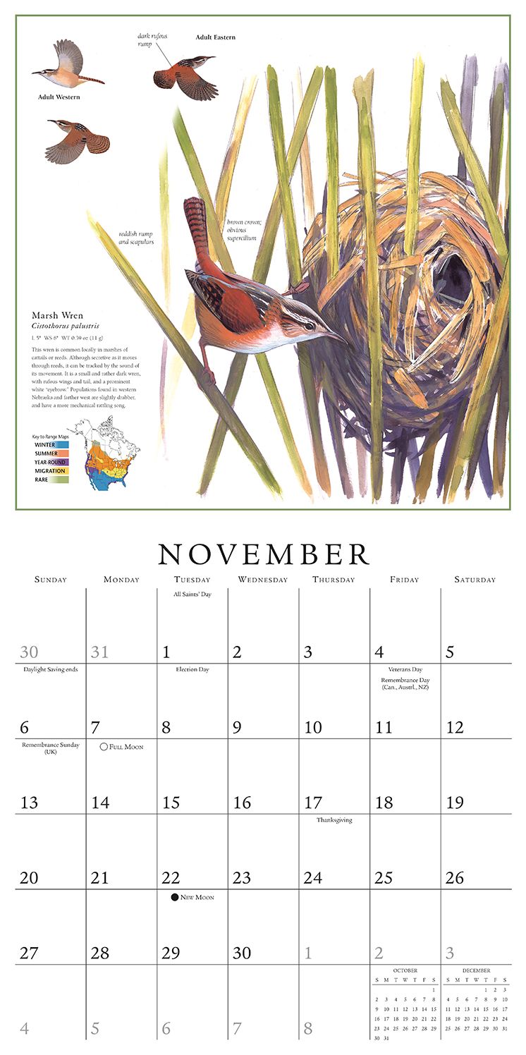 2016 Sibley: The Birder's Year Wall Calendar