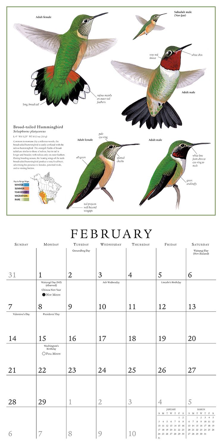 2016 Sibley: The Birder's Year Wall Calendar