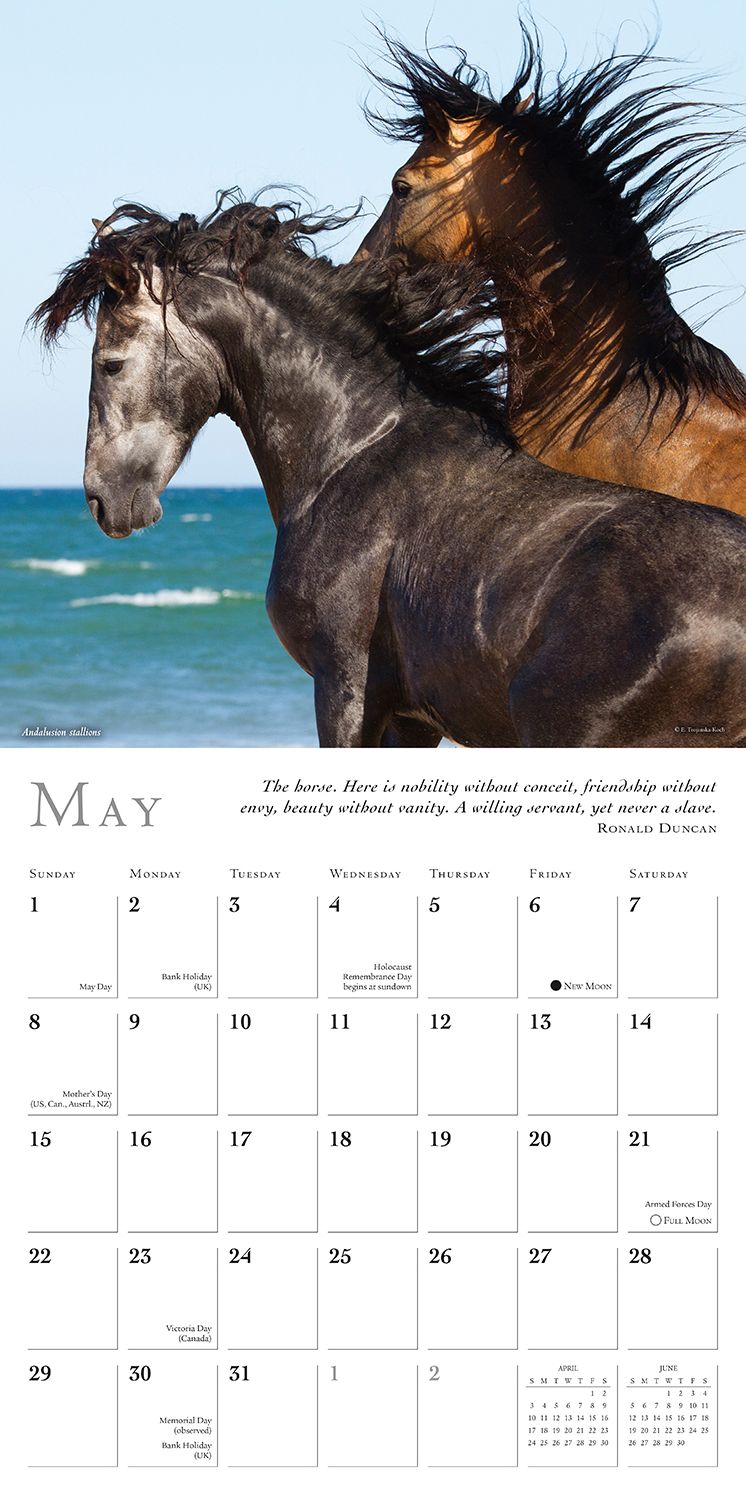 2016 Spirited Horse Wall Calendar