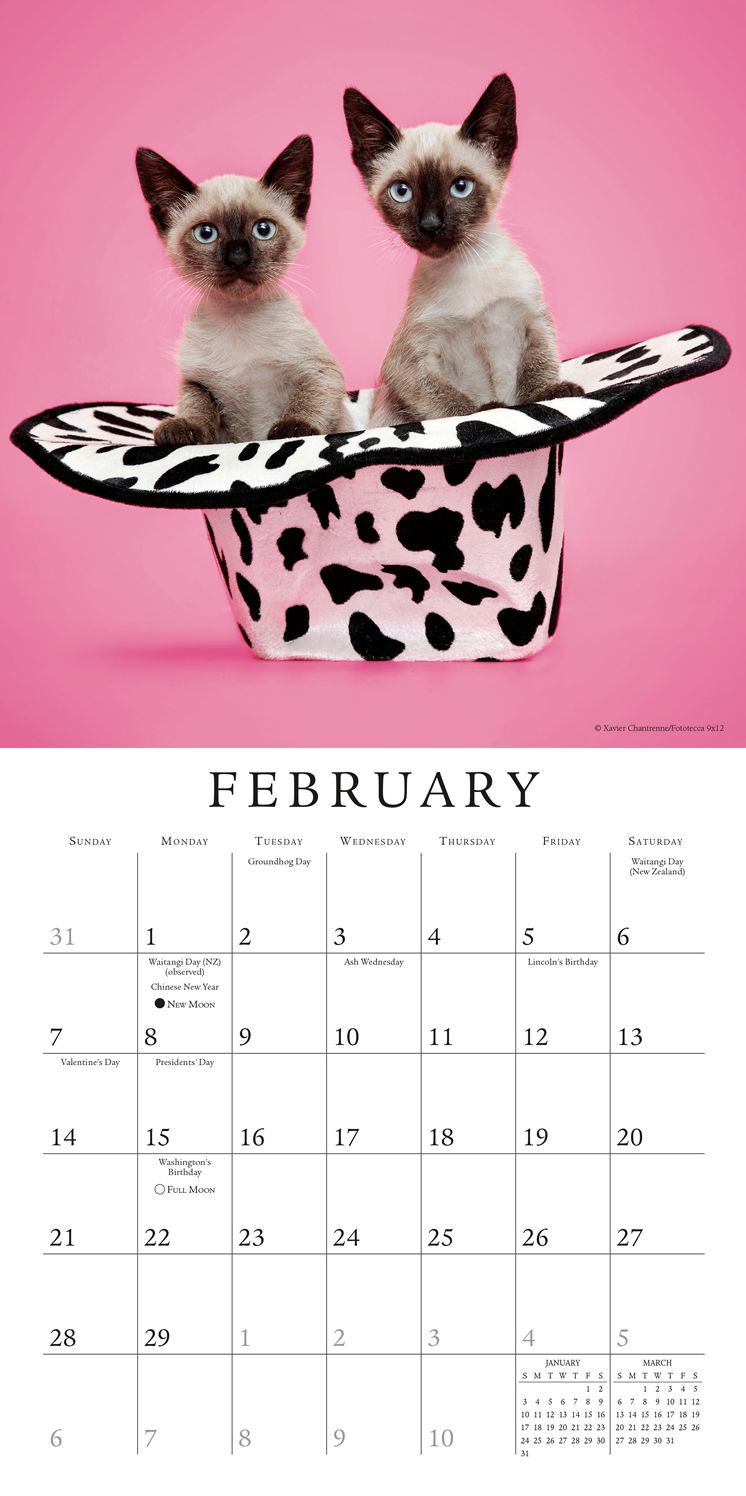 2016 Cats in Hats Mini Wall Calendar