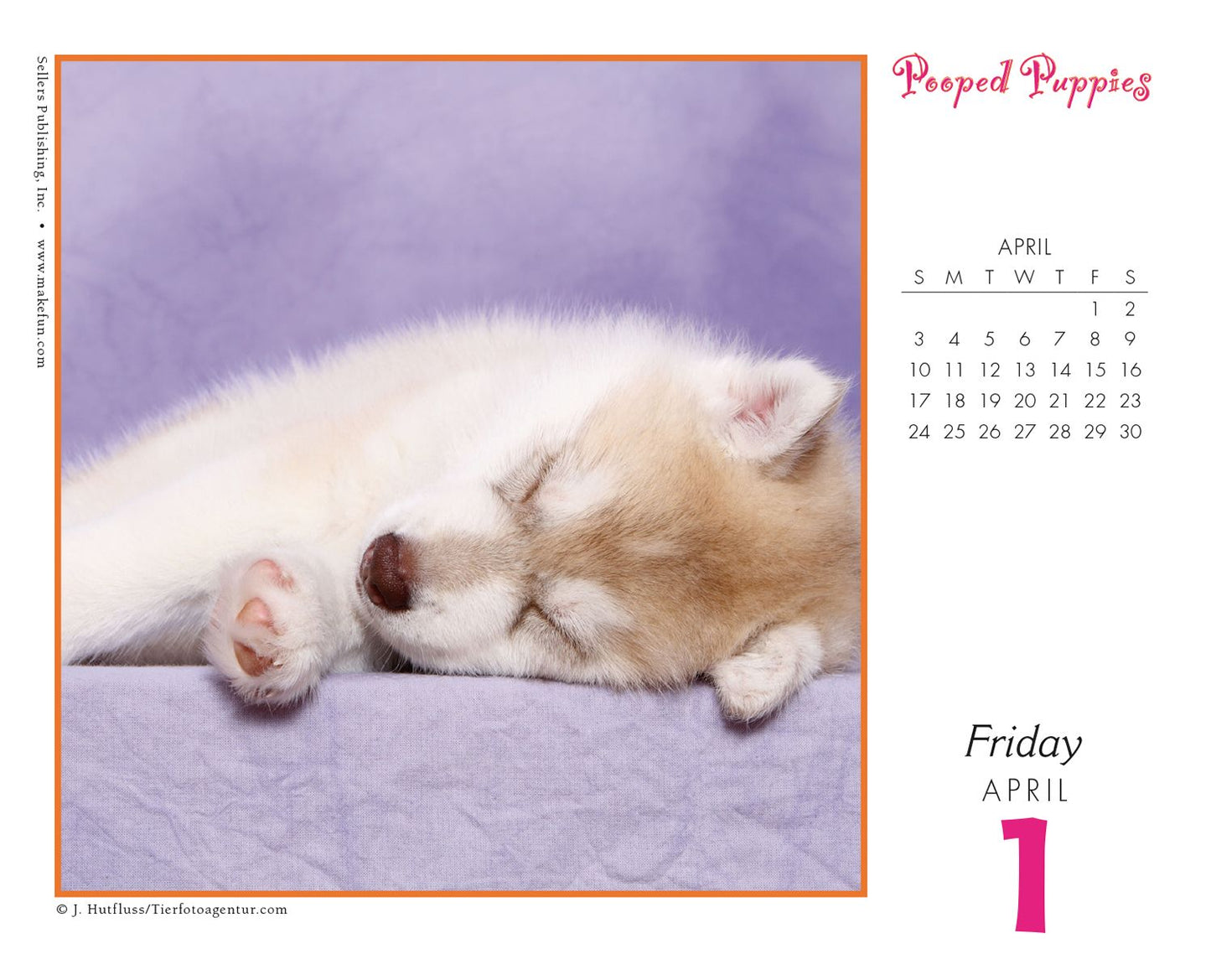 2016 Pooped Puppies Box Daily Calendar