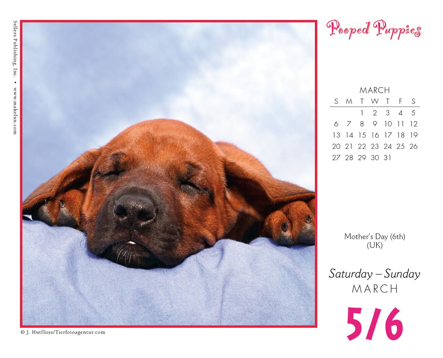 2016 Pooped Puppies Box Daily Calendar