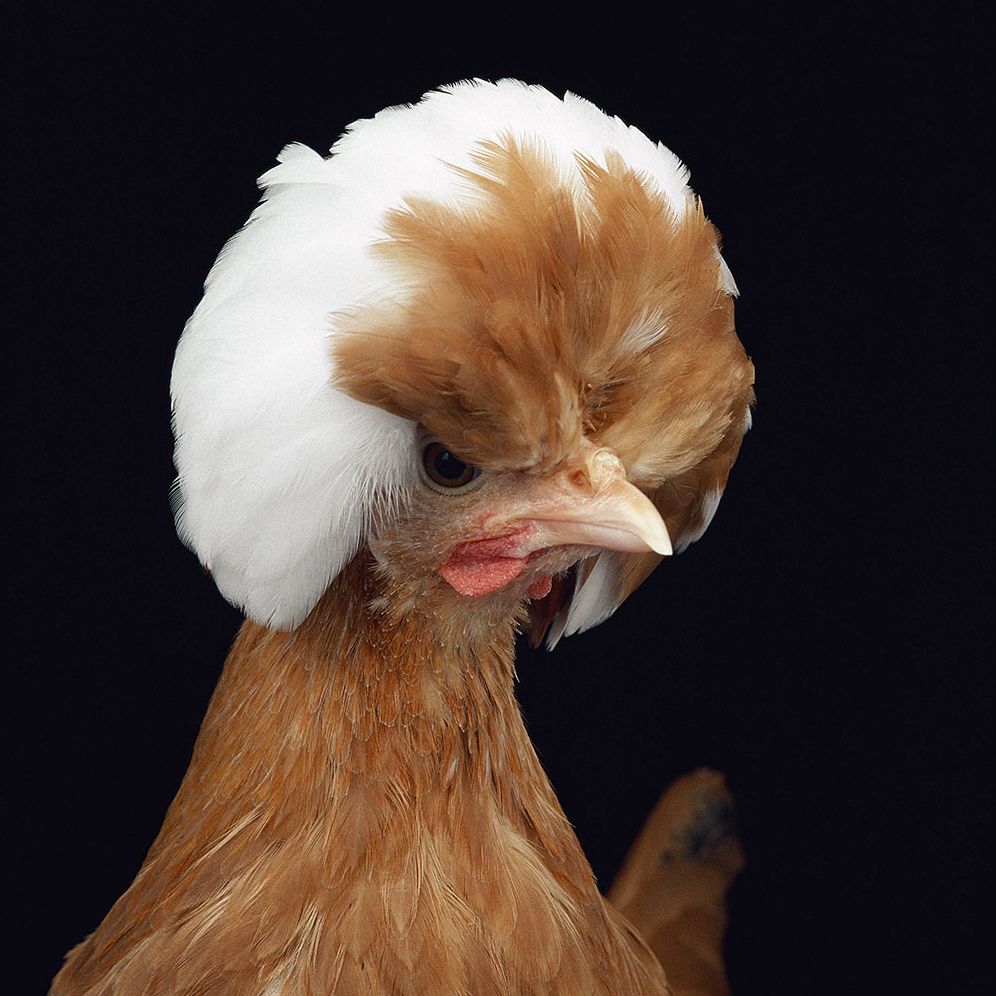 Extraordinary Chickens 2015 Wall Calendar