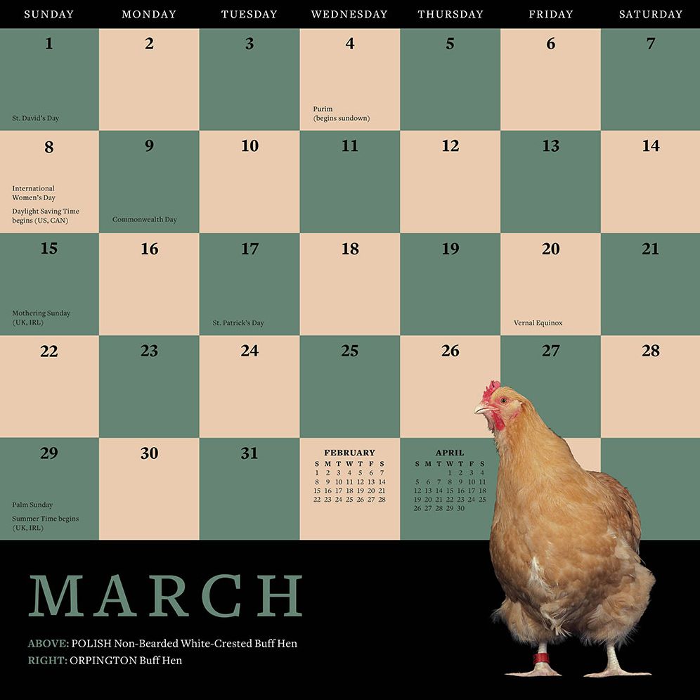 Extraordinary Chickens 2015 Wall Calendar