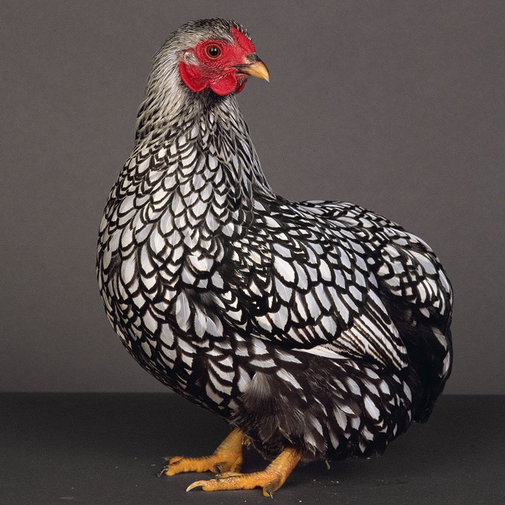 Extraordinary Chickens 2015 Wall Calendar