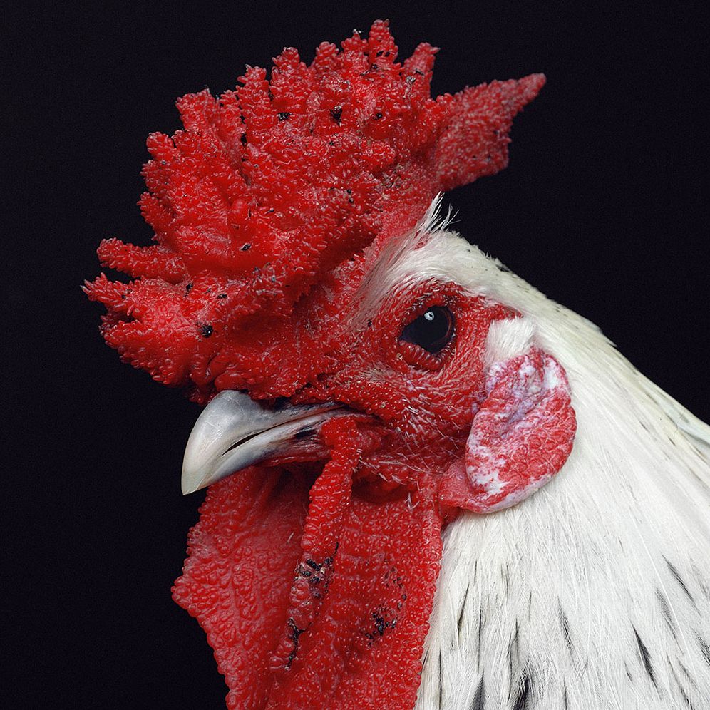 Extraordinary Chickens 2015 Wall Calendar
