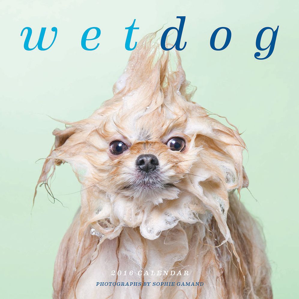 Wet Dog 2016 Wall Calendar