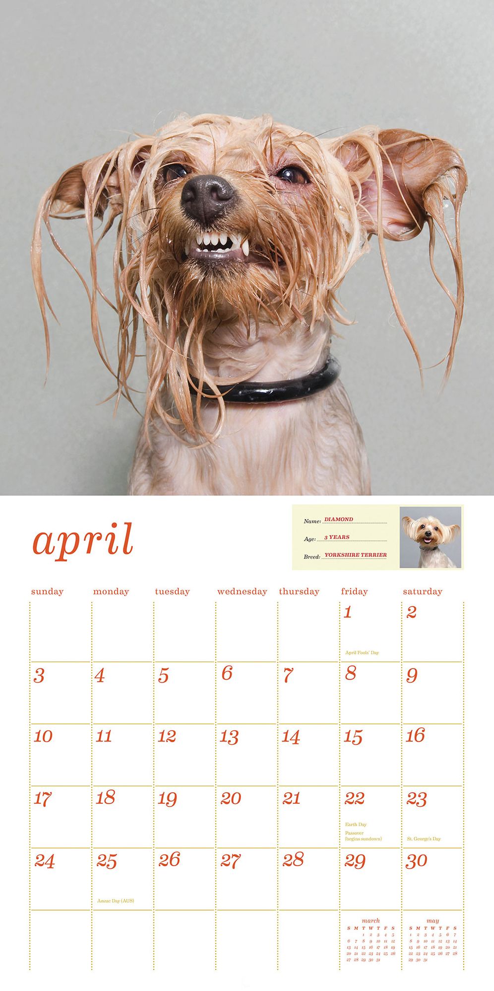 Wet Dog 2016 Wall Calendar